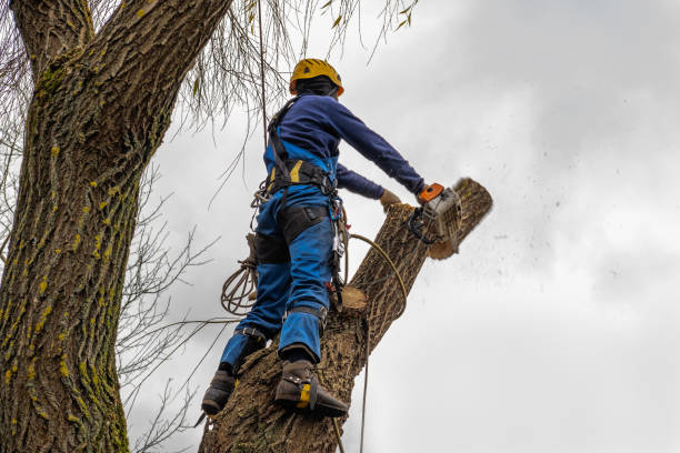 Professional Tree Removal in Dickinson, TX