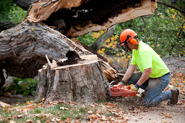 Best Tree Preservation Services  in Dickinson, TX